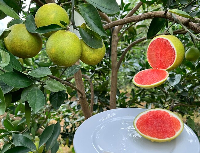 Loại quả "đắt đỏ nhất thế giới", Việt Nam trồng đại trà một lần cho thu hoạch mấy chục năm, thành đặc sản 120.000 đồng/kg - 4