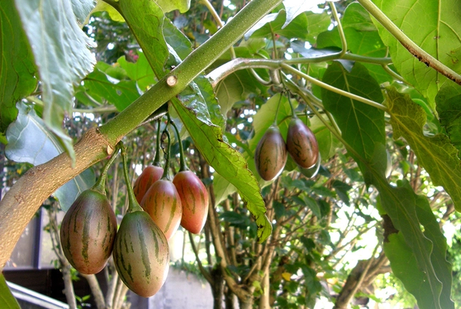 Loại quả đắt đỏ trên thế giới, Việt Nam trồng đại trà chỉ 6 tháng cho thu hoạch, thành đặc sản được ưa chuộng - 4