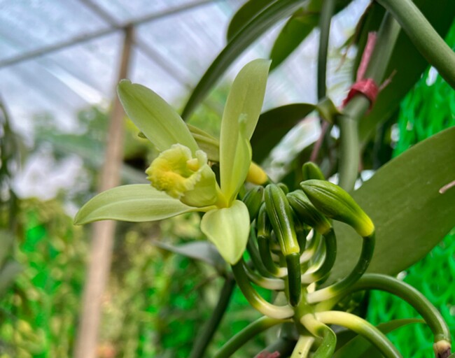 Loại quả đắt nhất thế giới, ở Việt Nam trồng thành công một lần cho thu hoạch nhiều năm, là đặc sản 2 triệu đồng/kg - 2