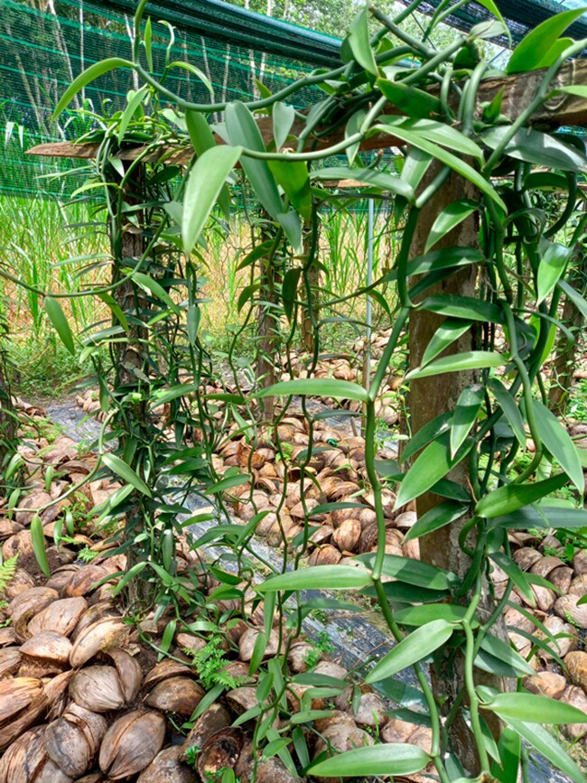 Loại quả đắt nhất thế giới, ở Việt Nam trồng thành công một lần cho thu hoạch nhiều năm, là đặc sản 2 triệu đồng/kg - 3