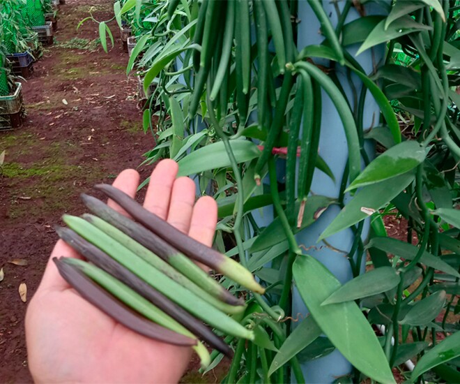 Loại quả đắt nhất thế giới, ở Việt Nam trồng thành công một lần cho thu hoạch nhiều năm, là đặc sản 2 triệu đồng/kg - 1