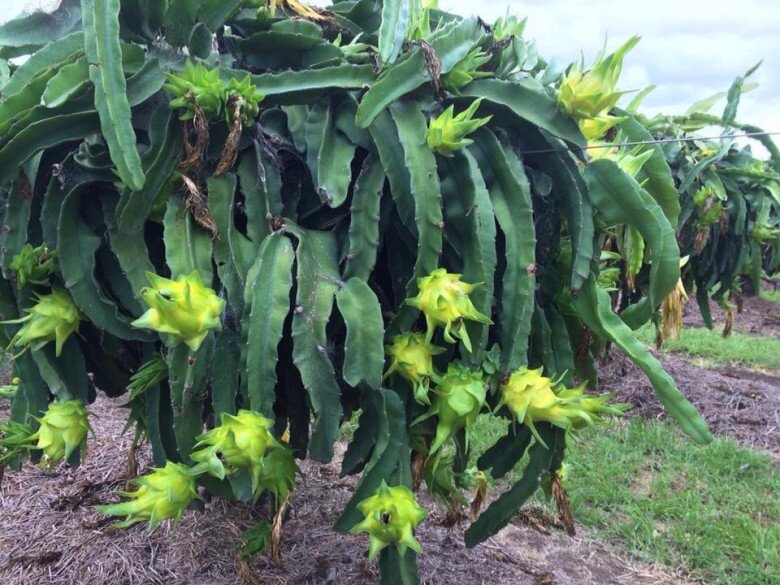 Loại quả đắt nhất thế giới, Việt Nam trồng đại trà 10 tháng cho thu hoạch, thành đặc sản nổi tiếng giá 300.000 đồng/kg - 5