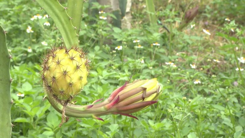 Loại quả đắt nhất thế giới, Việt Nam trồng đại trà 10 tháng cho thu hoạch, thành đặc sản nổi tiếng giá 300.000 đồng/kg - 3