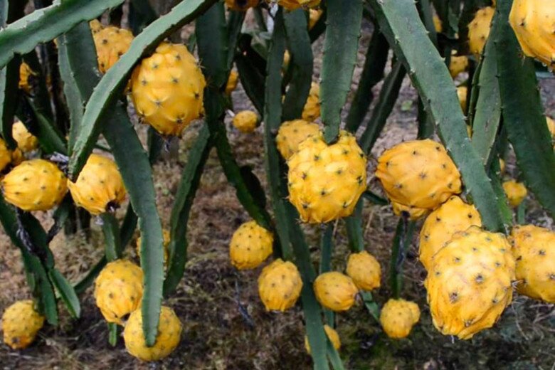 Loại quả đắt nhất thế giới, Việt Nam trồng đại trà 10 tháng cho thu hoạch, thành đặc sản nổi tiếng giá 300.000 đồng/kg - 4