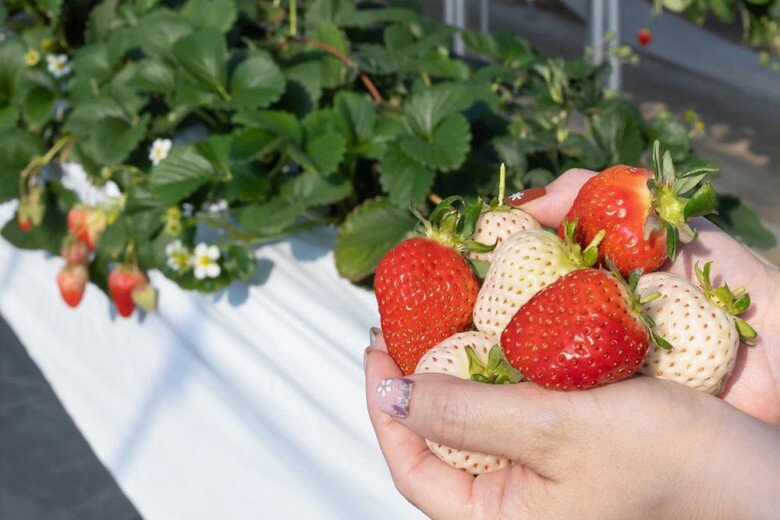 Loại quả đắt nhất thế giới, Việt Nam trồng đại trà chỉ 3 tháng cho thu hoạch, là đặc sản giá 500.000 đồng/kg - 4