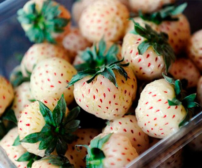 Loại quả đắt nhất thế giới, Việt Nam trồng đại trà chỉ 3 tháng cho thu hoạch, là đặc sản giá 500.000 đồng/kg - 1