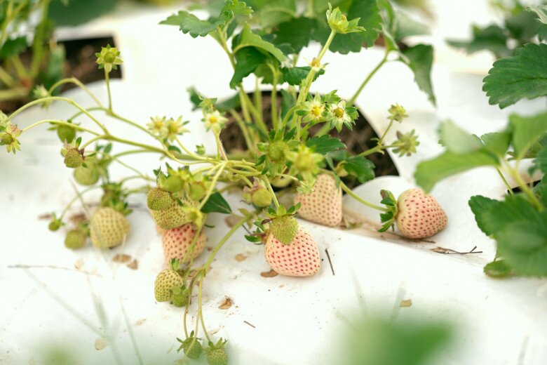 Loại quả đắt nhất thế giới, Việt Nam trồng đại trà chỉ 3 tháng cho thu hoạch, là đặc sản giá 500.000 đồng/kg - 2