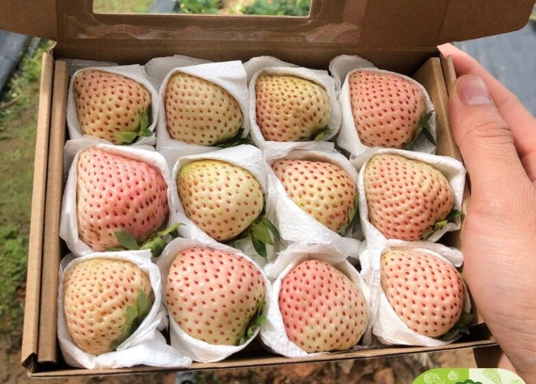 Loại quả đắt nhất thế giới, Việt Nam trồng đại trà chỉ 3 tháng cho thu hoạch, là đặc sản giá 500.000 đồng/kg - 3