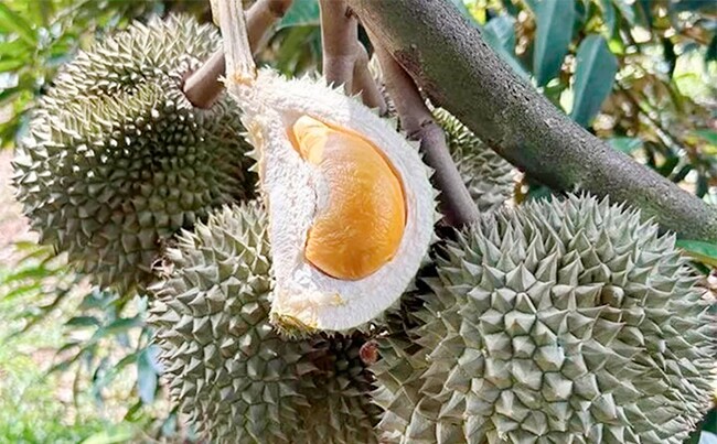 Loại quả đắt nhất thế giới, Việt Nam trồng thành công một lần thu hoạch nhiều năm, là đặc sản nổi tiếng 400.000 đồng/kg - 4