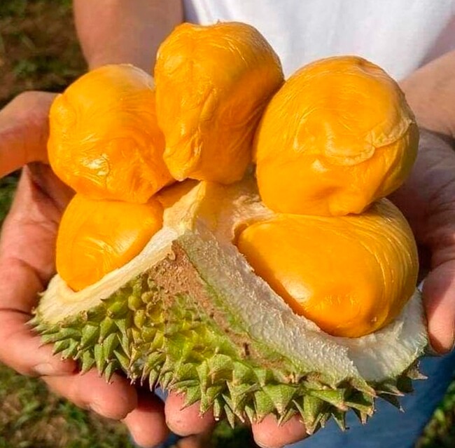 Loại quả đắt nhất thế giới, Việt Nam trồng thành công một lần thu hoạch nhiều năm, là đặc sản nổi tiếng 400.000 đồng/kg - 3