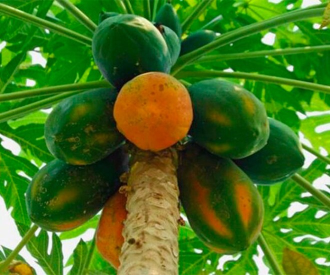 Loại quả "tốt nhất thế giới" được trồng bạt ngàn ở Việt Nam, chỉ 6 tháng cho thu hoạch, thành đặc sản 35.000 đồng/kg - 1