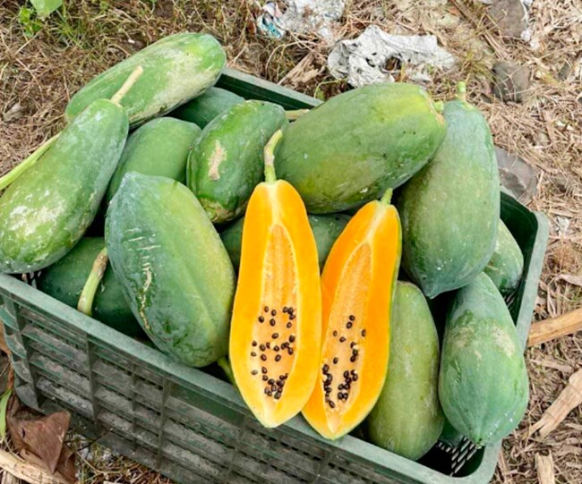 Loại quả "tốt nhất thế giới" được trồng bạt ngàn ở Việt Nam, chỉ 6 tháng cho thu hoạch, thành đặc sản 35.000 đồng/kg - 4