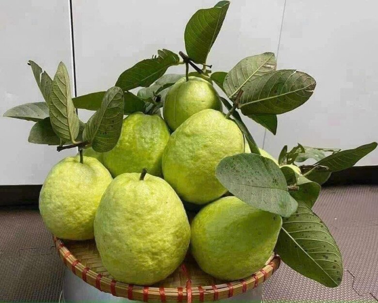 Loại quả "tốt nhất thế giới" được trồng bạt ngàn ở Việt Nam, chỉ 8 tháng cho thu hoạch, thành đặc sản từ 10.000 đồng/kg - 3