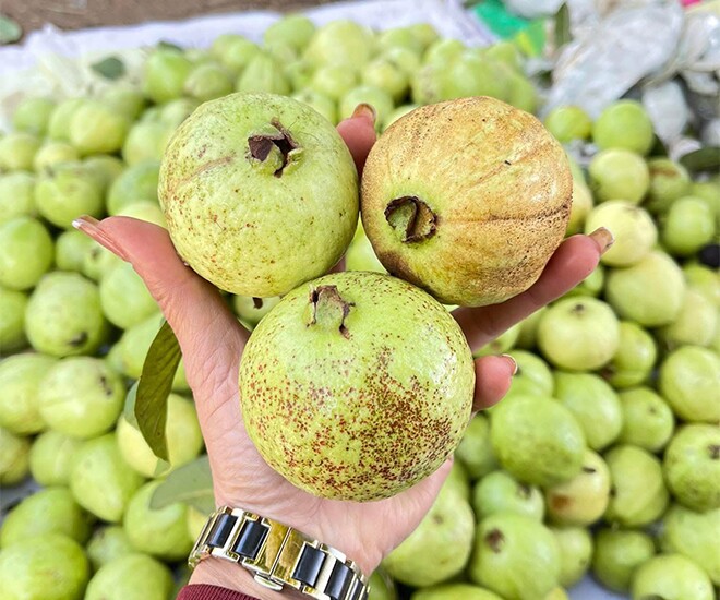 Loại quả "tốt nhất thế giới" được trồng bạt ngàn ở Việt Nam, chỉ 8 tháng cho thu hoạch, thành đặc sản từ 10.000 đồng/kg - 1