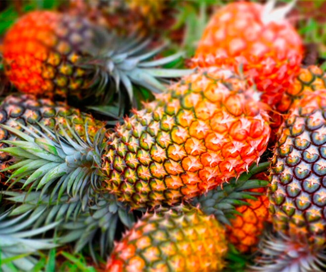 Loại quả "tốt nhất thế giới" được trồng bạt ngàn ở Việt Nam, thành đặc sản chỉ từ 11.000 đồng/kg, tốt cho sức khỏe - 1