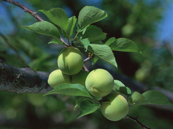 Loại quả &#34;tốt nhất thế giới&#34;, Việt Nam trồng bạt ngàn thành đặc sản chỉ từ 25.000 đồng/kg, tốt cho sức khỏe - 2