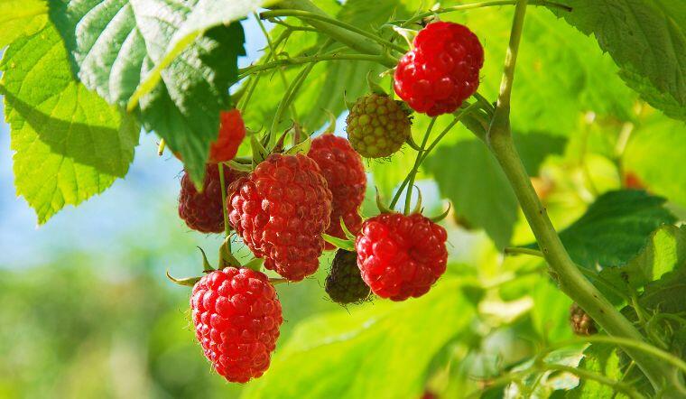 Loại quả "tốt nhất thế giới" được trồng bạt ngàn ở Việt Nam, thành đặc sản chỉ từ 70.000 đồng/kg, tốt cho sức khỏe - 4