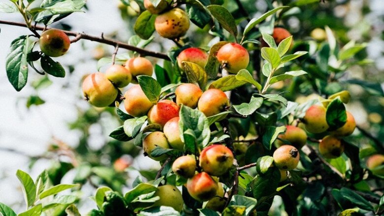 Loại quả "tốt nhất thế giới", Việt Nam trồng bạt ngàn thu hoạch nhiều năm, thành đặc sản nổi tiếng giá 80.000 đồng/kg - 3