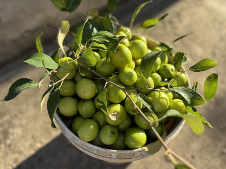 Loại quả "tốt nhất thế giới", Việt Nam trồng bạt ngàn thu hoạch nhiều năm, thành đặc sản nổi tiếng giá 80.000 đồng/kg - 4