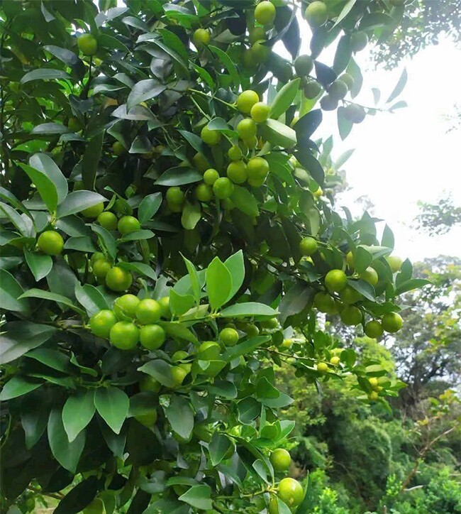 Loại quả xưa chín rụng chỉ dành cho "người nghèo", nay thành đặc sản nổi tiếng được ưa chuộng, 100.000 đồng/kg - 2