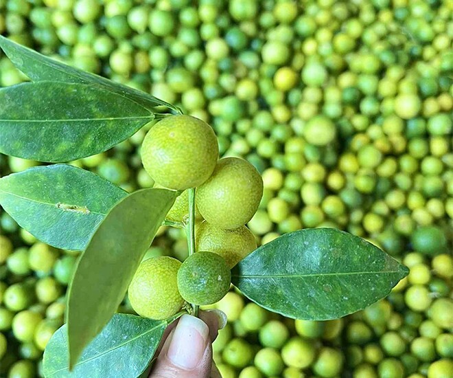 Loại quả xưa chín rụng chỉ dành cho "người nghèo", nay thành đặc sản nổi tiếng được ưa chuộng, 100.000 đồng/kg - 1