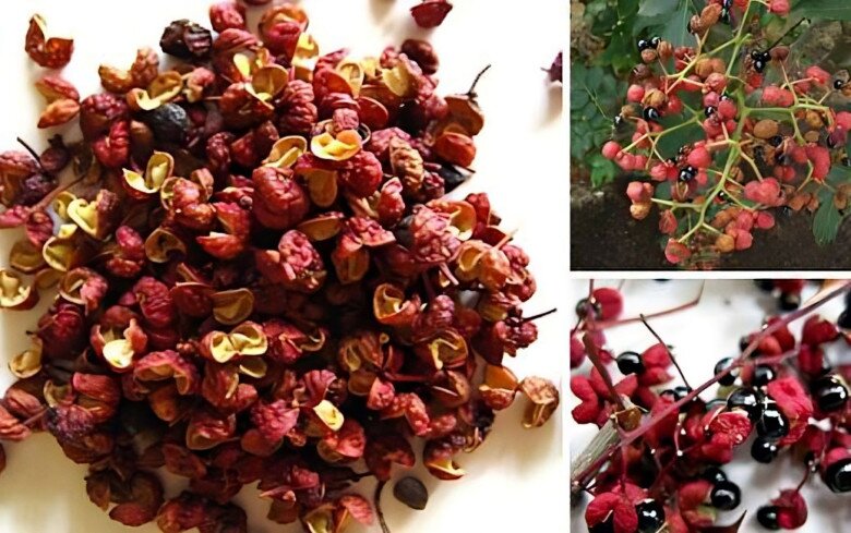 Loại quả xưa chín rụng đầy không ai ngó ngàng, nay thành đặc sản người thành phố ưa chuộng vì có hương vị lạ, 300.000 đồng/kg - 2