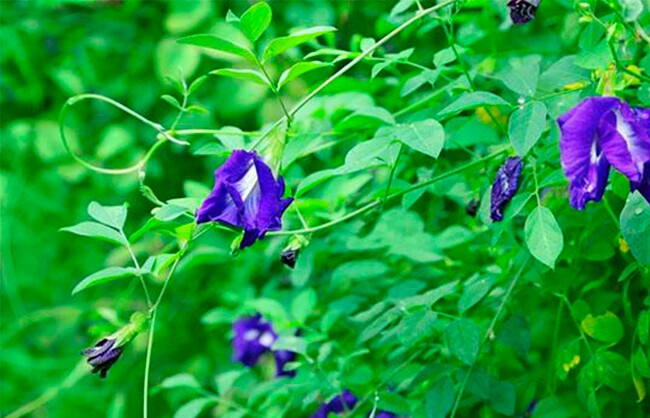 Nghề lạ ở Việt Nam: Cây dại mọc bờ rào dân trồng chỉ 3 tháng thu hoạch, hái hoa bán quanh năm, thành đặc sản nổi tiếng - 4