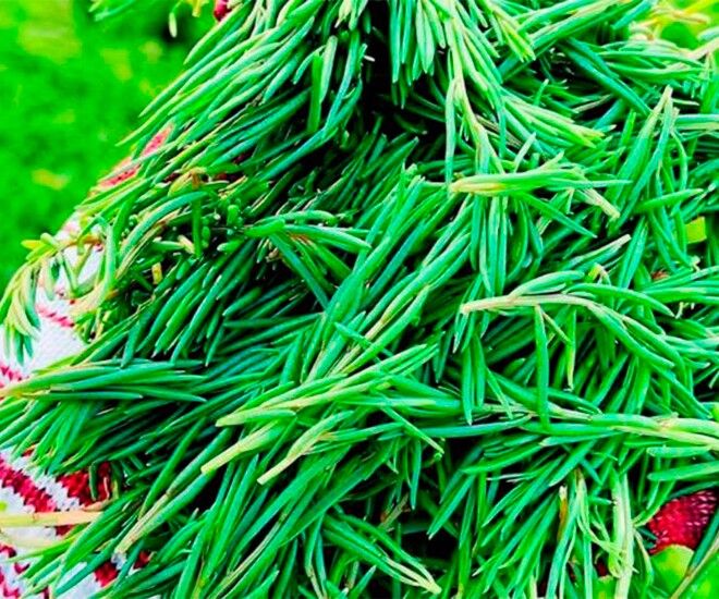 Nghề lạ ở Việt Nam: Cây rau dại mọc ở ven đường dân trồng bán quanh năm, chỉ 3 tháng là thu hoạch, thành đặc sản lạ - 1