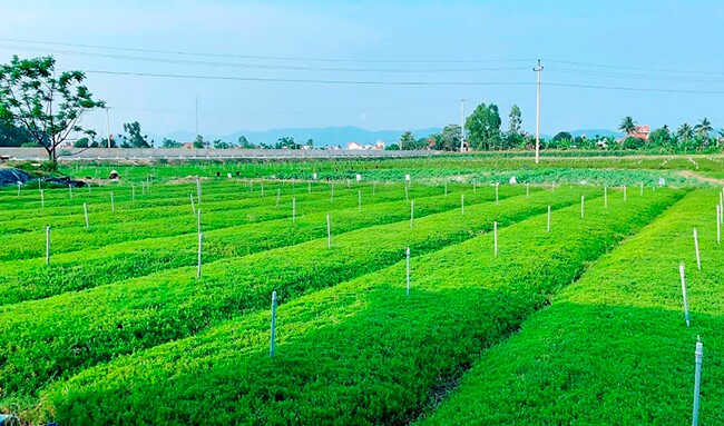 Nghề lạ ở Việt Nam: Cây rau dại mọc ở ven đường dân trồng bán quanh năm, chỉ 3 tháng là thu hoạch, thành đặc sản lạ - 3