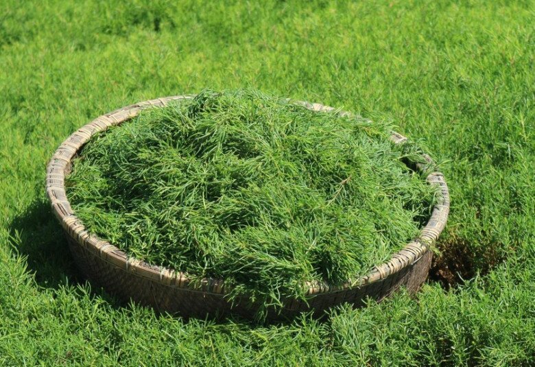 Nghề lạ ở Việt Nam: Cây rau dại mọc ở ven đường dân trồng bán quanh năm, chỉ 3 tháng là thu hoạch, thành đặc sản lạ - 4