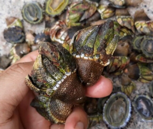 Đặc sản có nhìn "nổi da gà" xưa không ai biết giờ được giới sành ăn săn lùng, giá hàng triệu đồng/kg - 1