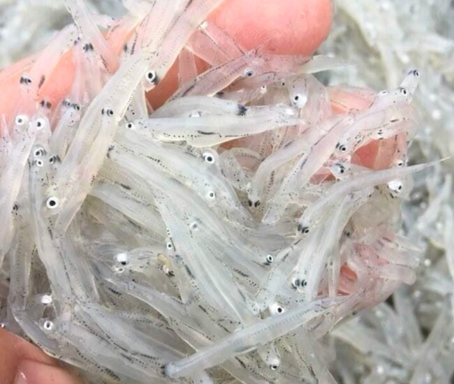 Đặc sản trong veo như sợi thủy tinh, mỗi năm chỉ có một lần, giá 200.000 đồng/kg mà ai cũng thi nhau săn lùng  - 1