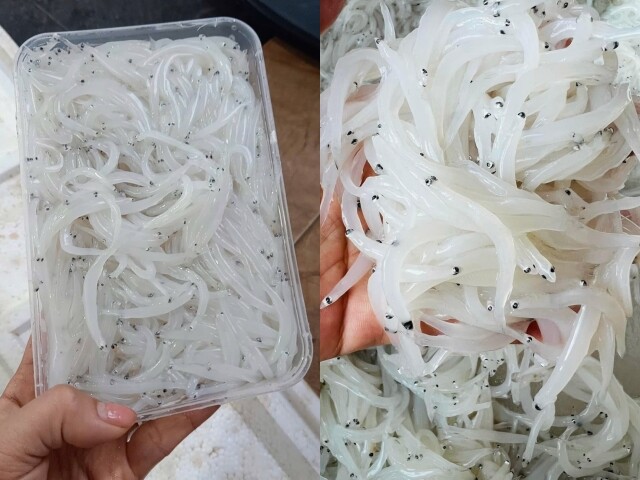 Đặc sản trong veo như sợi thủy tinh, mỗi năm chỉ có một lần, giá 200.000 đồng/kg mà ai cũng thi nhau săn lùng  - 2
