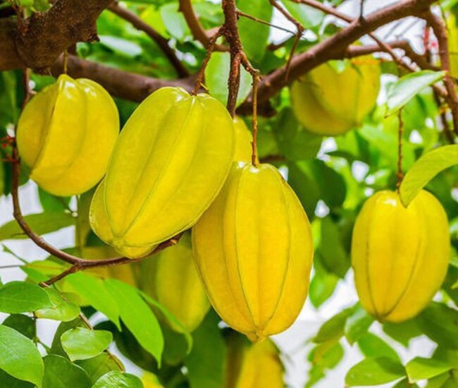 Loại quả chát miệng ít ai ngờ lại là &#34;bí kíp&#34; giúp hội chị em có làn da đẹp, vòng eo gọn phát mê - 1