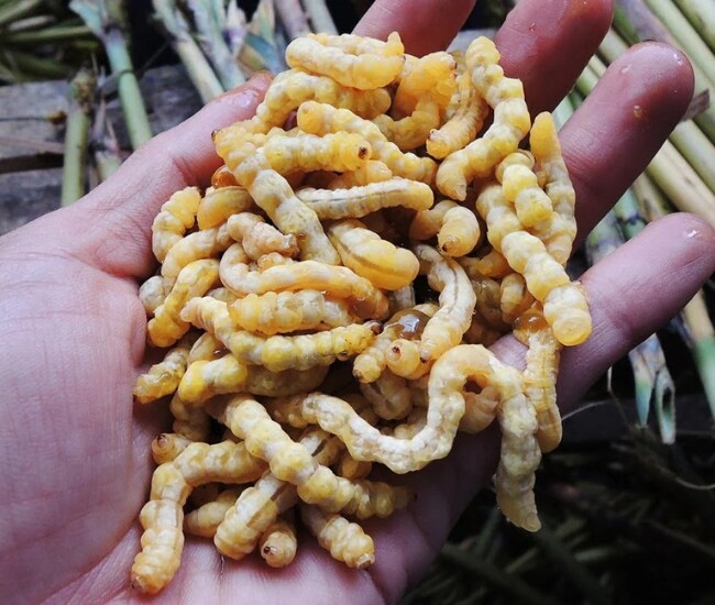 Lộc trời nhìn sợ khiếp vía hóa ra là "thần dược phòng the", thành đặc sản đắt đỏ nhất nhì Việt Nam, giá 3 triệu đồng/kg - 1