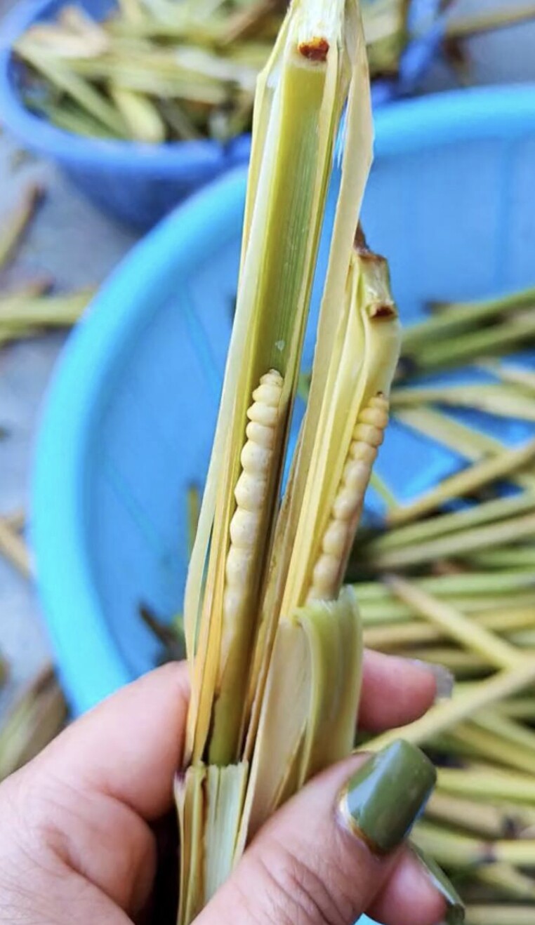 Lộc trời nhìn sợ khiếp vía hóa ra là "thần dược phòng the", thành đặc sản đắt đỏ nhất nhì Việt Nam, giá 3 triệu đồng/kg - 2