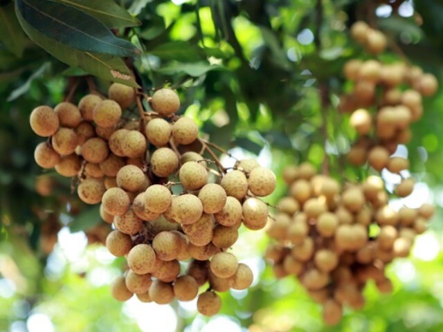 5 nhóm thực phẩm là “thần dược giá bình dân”, bồi bổ khí huyết giúp phụ nữ đẹp da, sống thọ